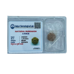 Authentic 6-Faced (Shanmukha) Rudraksha – Lab Tested Sacred Seed for Focus and Wisdom