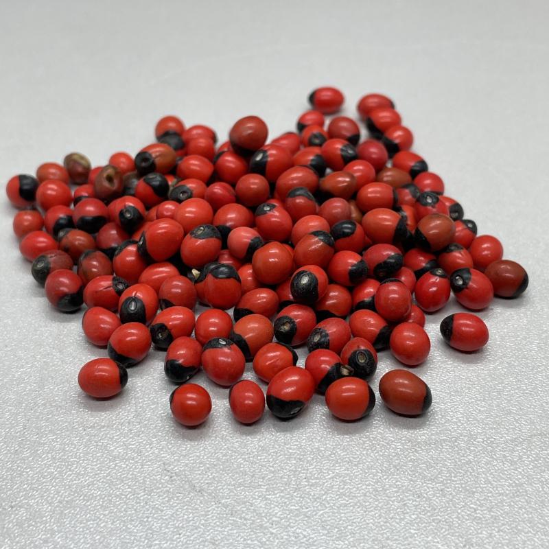Red/Lal Gunja Seeds (Abrus) – Varalakshmi Festival Special Pooja Beads | Locate Us Store