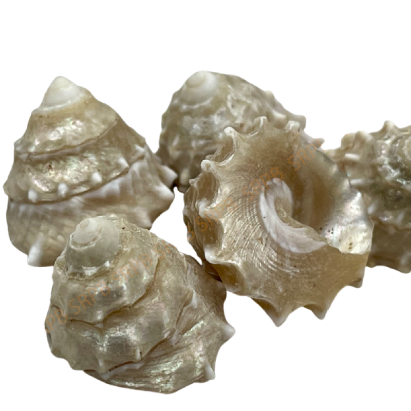 Sacred Shree Lakshmi Moti Shankh Small Size Mothi Shankh (Pack of 11) – Rare Pearl Finish Shells for Varamahalakshmi Kuncham & Wealth Attraction by Locate Us Store